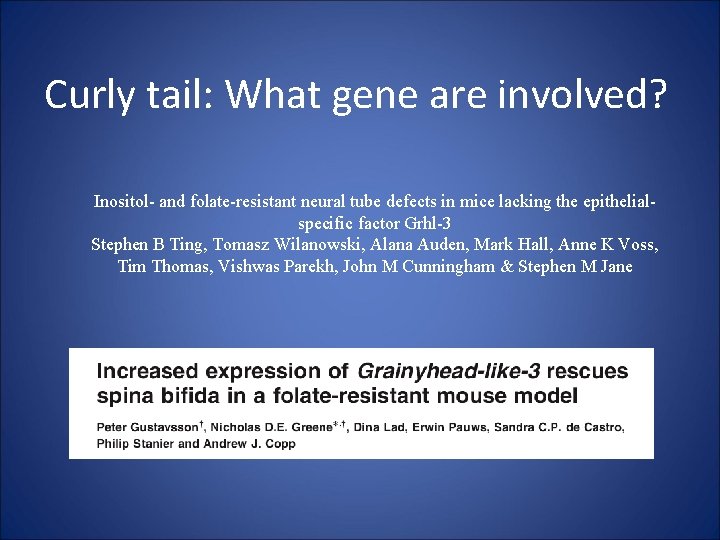 Curly tail: What gene are involved? Inositol- and folate-resistant neural tube defects in mice