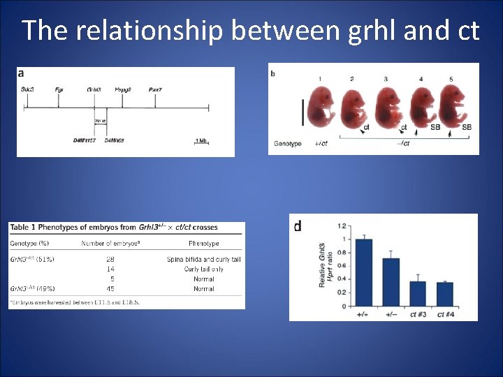 The relationship between grhl and ct 