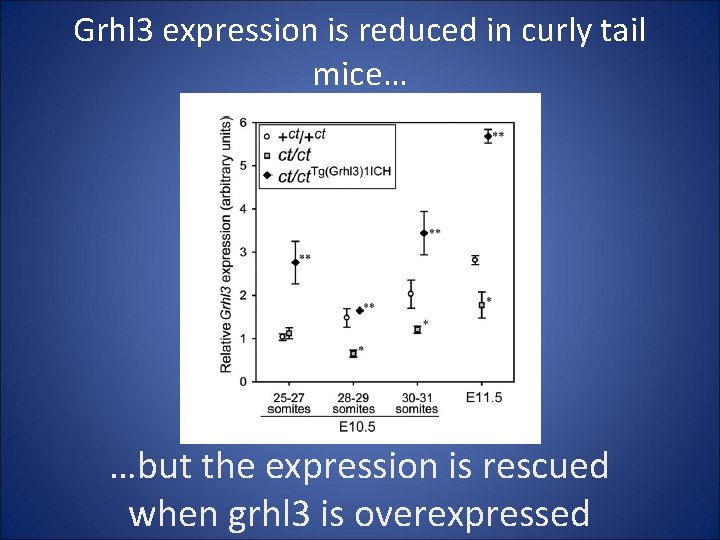Grhl 3 expression is reduced in curly tail mice… …but the expression is rescued