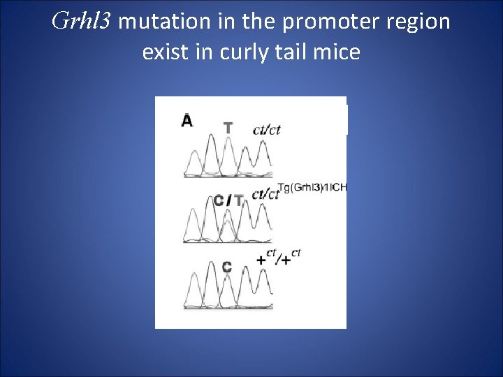 Grhl 3 mutation in the promoter region exist in curly tail mice 