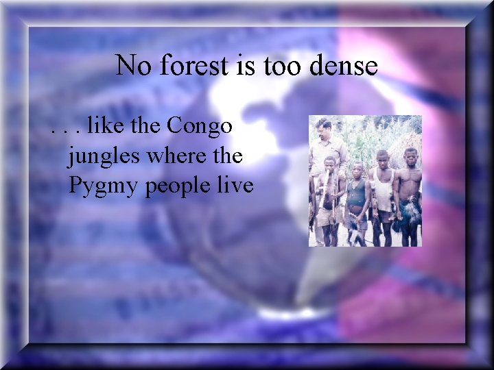 No forest is too dense. . . like the Congo jungles where the Pygmy