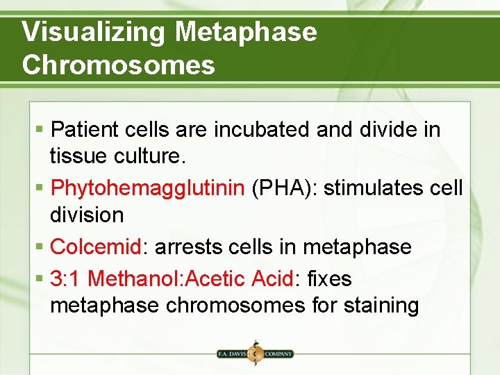 Visualizing Metaphase Chromosomes § Patient cells are incubated and divide in tissue culture. §