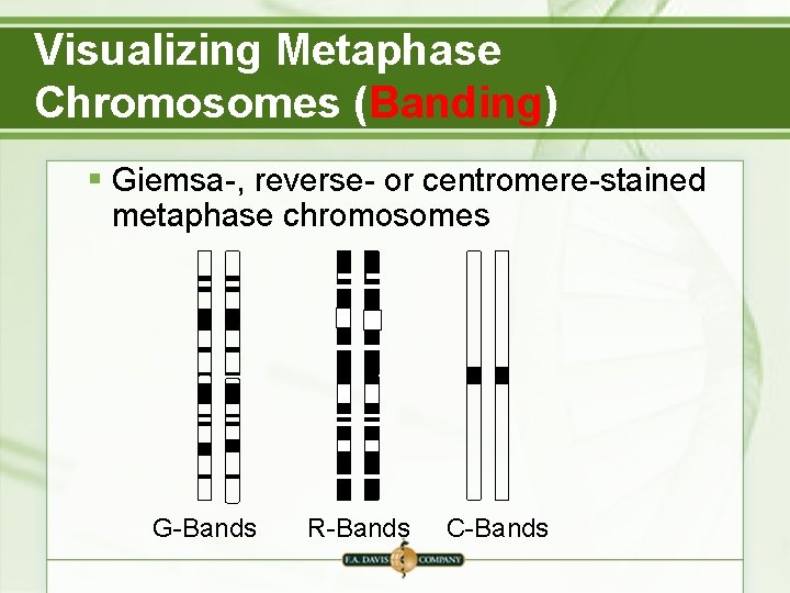 Visualizing Metaphase Chromosomes (Banding) § Giemsa-, reverse- or centromere-stained metaphase chromosomes G-Bands R-Bands C-Bands