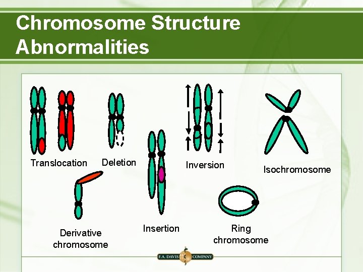 Chromosome Structure Abnormalities Translocation Deletion Derivative chromosome Inversion Insertion Isochromosome Ring chromosome 