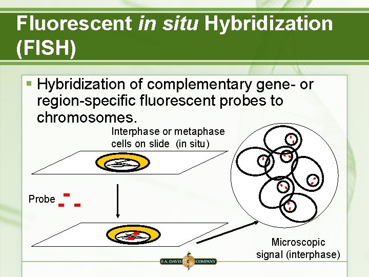 Fluorescent in situ Hybridization (FISH) § Hybridization of complementary gene- or region-specific fluorescent probes