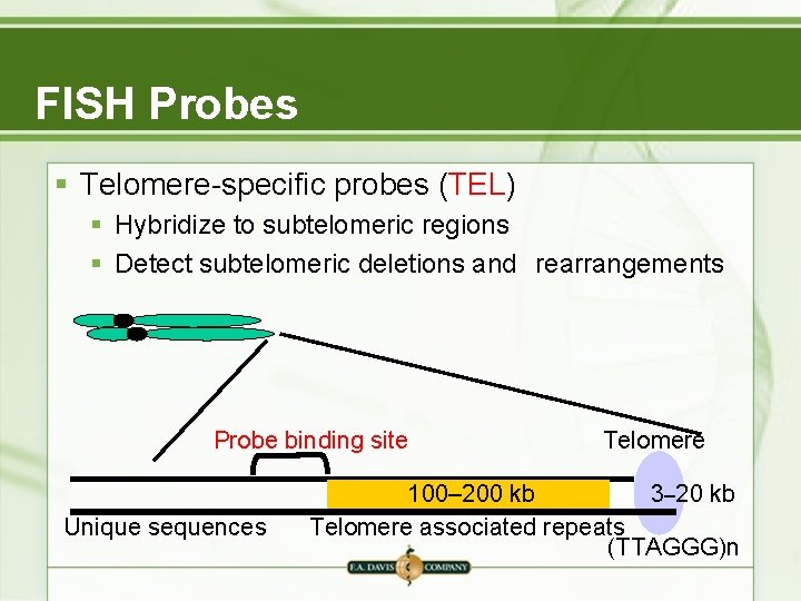 FISH Probes § Telomere-specific probes (TEL) § Hybridize to subtelomeric regions § Detect subtelomeric