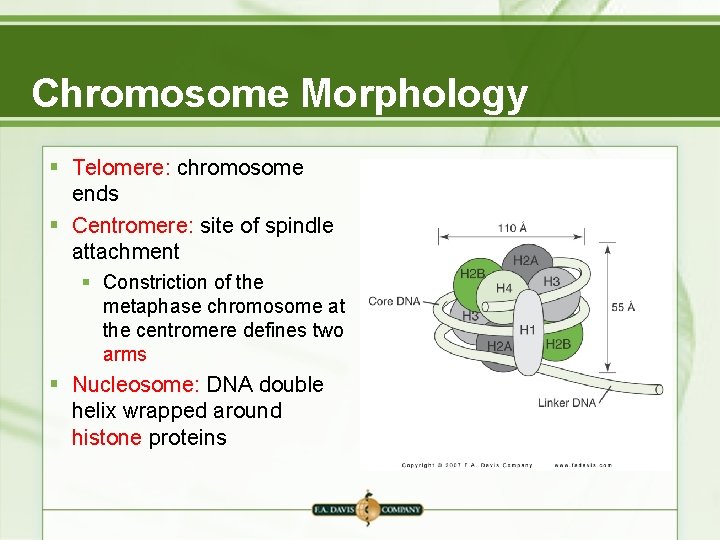 Chromosome Morphology § Telomere: chromosome ends § Centromere: site of spindle attachment § Constriction