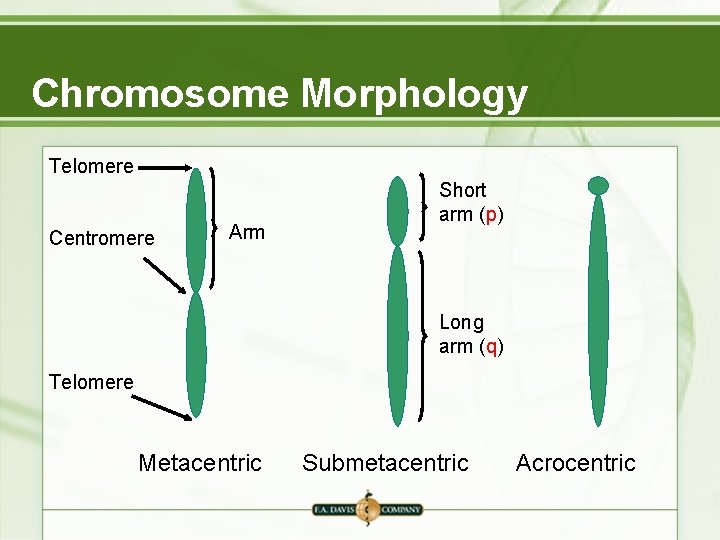 Chromosome Morphology Telomere Centromere Arm Short arm (p) Long arm (q) Telomere Metacentric Submetacentric