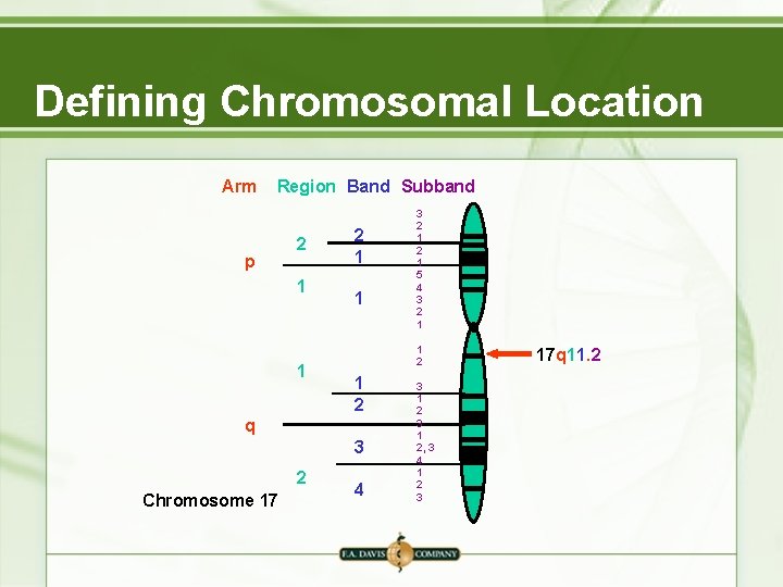 Defining Chromosomal Location Arm Region Band Subband p 2 1 1 1 2 q