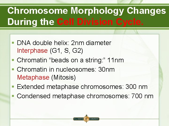 Chromosome Morphology Changes During the Cell Division Cycle. § DNA double helix: 2 nm