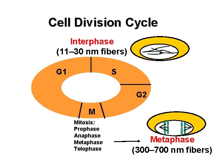 Cell Division Cycle Interphase (11– 30 nm fibers) G 1 S G 2 M