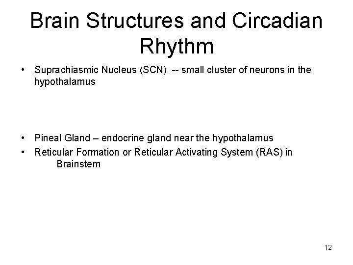 Brain Structures and Circadian Rhythm • Suprachiasmic Nucleus (SCN) -- small cluster of neurons