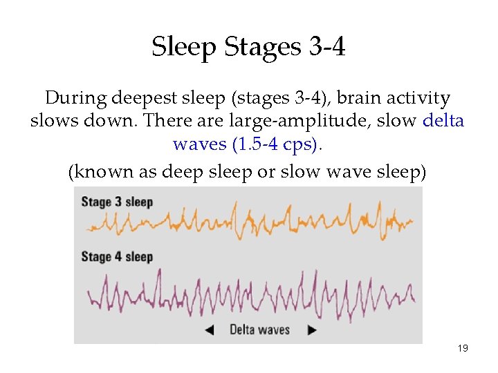 Sleep Stages 3 -4 During deepest sleep (stages 3 -4), brain activity slows down.