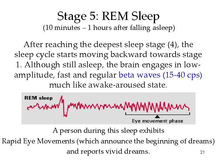 Stage 5: REM Sleep (10 minutes – 1 hours after falling asleep) After reaching