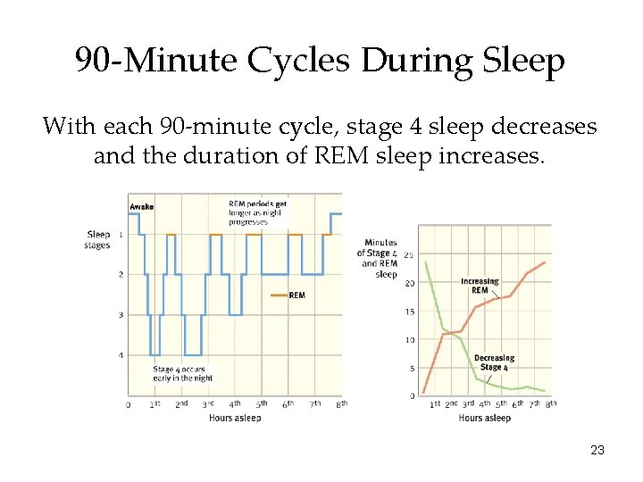 90 -Minute Cycles During Sleep With each 90 -minute cycle, stage 4 sleep decreases