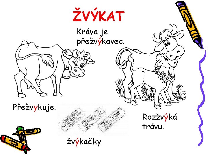 ŽVÝKAT Kráva je přežvýkavec. Přežvykuje. Rozžvýká trávu. žvýkačky 