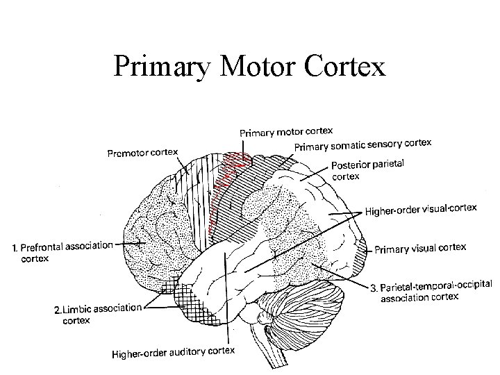 Primary Motor Cortex 