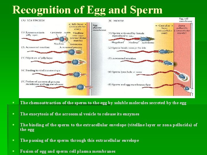 Recognition of Egg and Sperm § The chemoattraction of the sperm to the egg