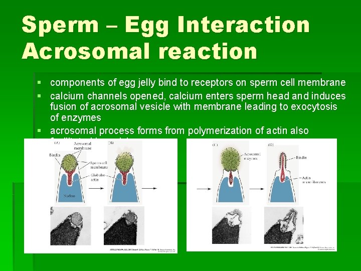 Sperm – Egg Interaction Acrosomal reaction § components of egg jelly bind to receptors