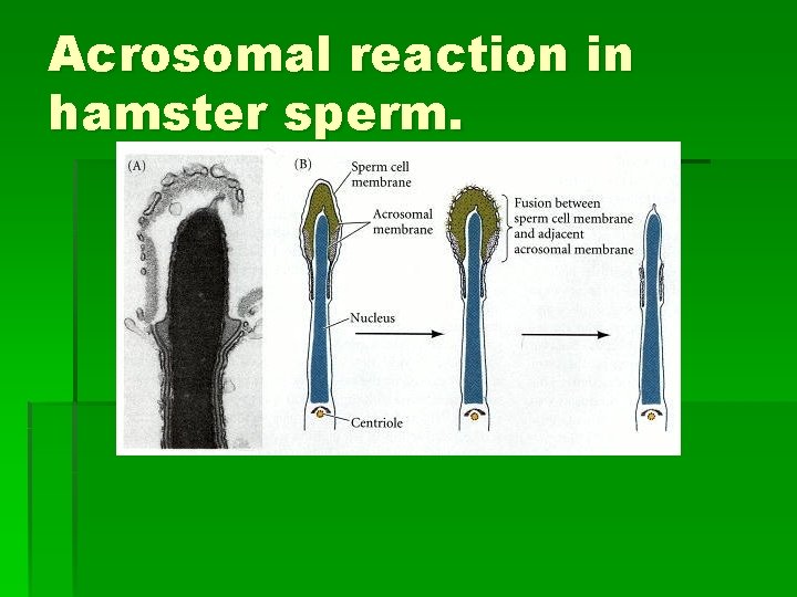 Acrosomal reaction in hamster sperm. 