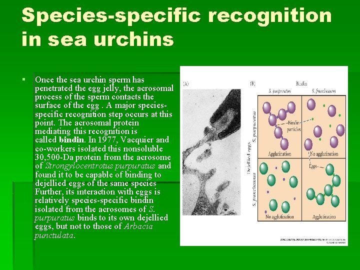 Species-specific recognition in sea urchins § Once the sea urchin sperm has penetrated the