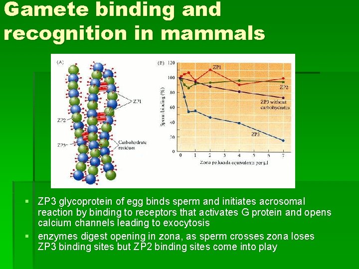 Gamete binding and recognition in mammals § ZP 3 glycoprotein of egg binds sperm