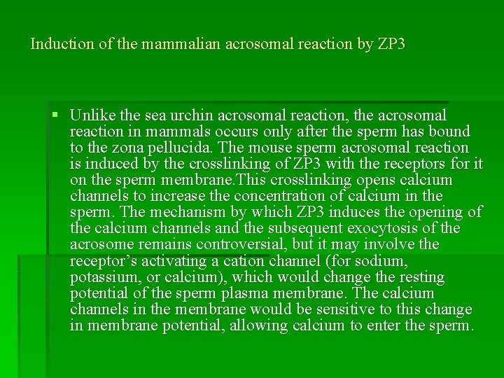 Induction of the mammalian acrosomal reaction by ZP 3 § Unlike the sea urchin