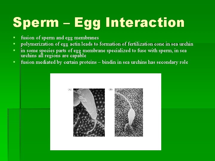 Sperm – Egg Interaction § fusion of sperm and egg membranes § polymerization of