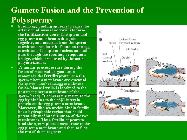 Gamete Fusion and the Prevention of Polyspermy § § Sperm-egg binding appears to cause