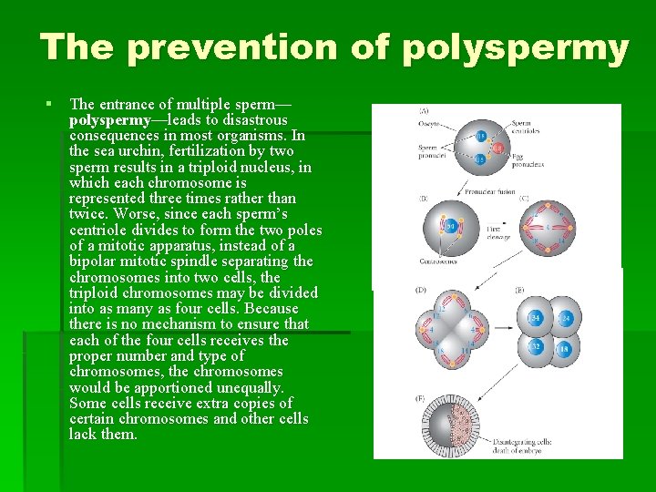 The prevention of polyspermy § The entrance of multiple sperm— polyspermy—leads to disastrous consequences
