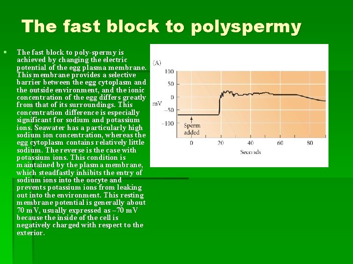 The fast block to polyspermy § The fast block to poly-spermy is achieved by