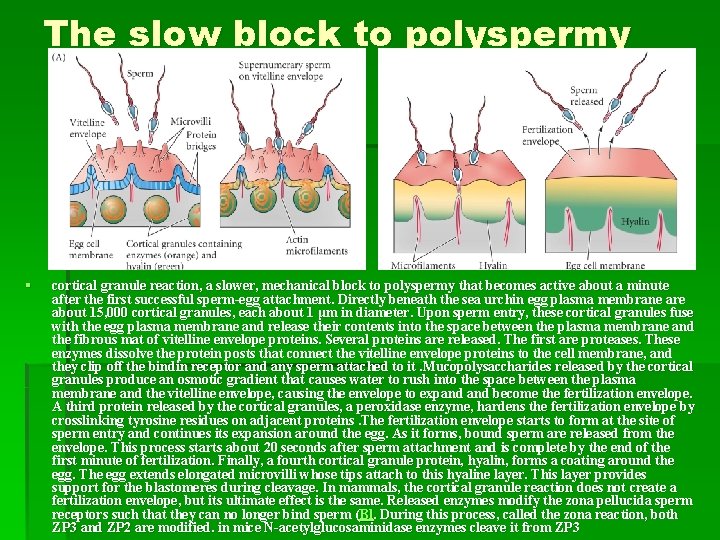 The slow block to polyspermy § cortical granule reaction, a slower, mechanical block to