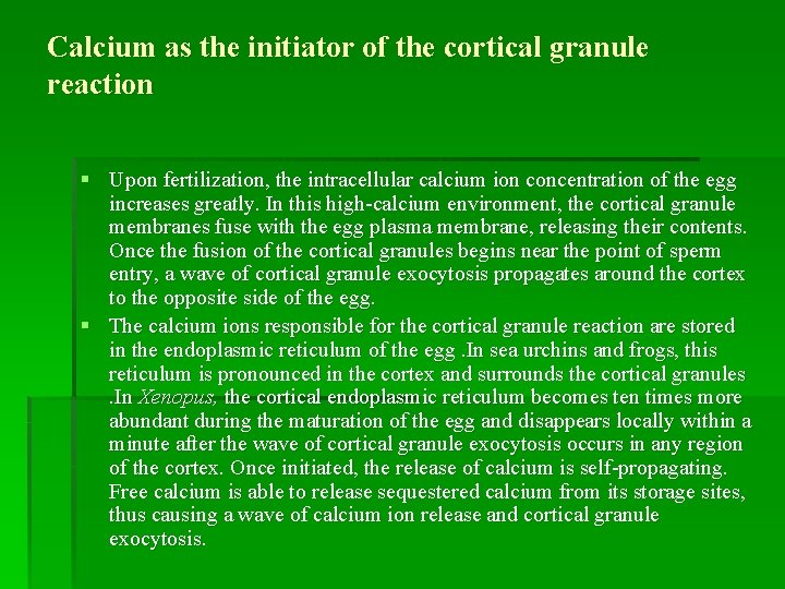 Calcium as the initiator of the cortical granule reaction § Upon fertilization, the intracellular