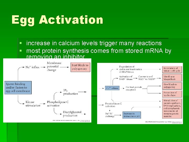 Egg Activation § increase in calcium levels trigger many reactions § most protein synthesis