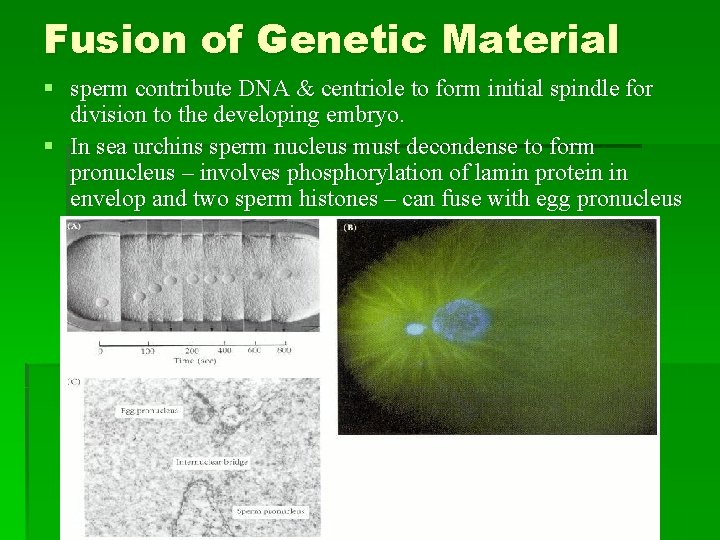 Fusion of Genetic Material § sperm contribute DNA & centriole to form initial spindle