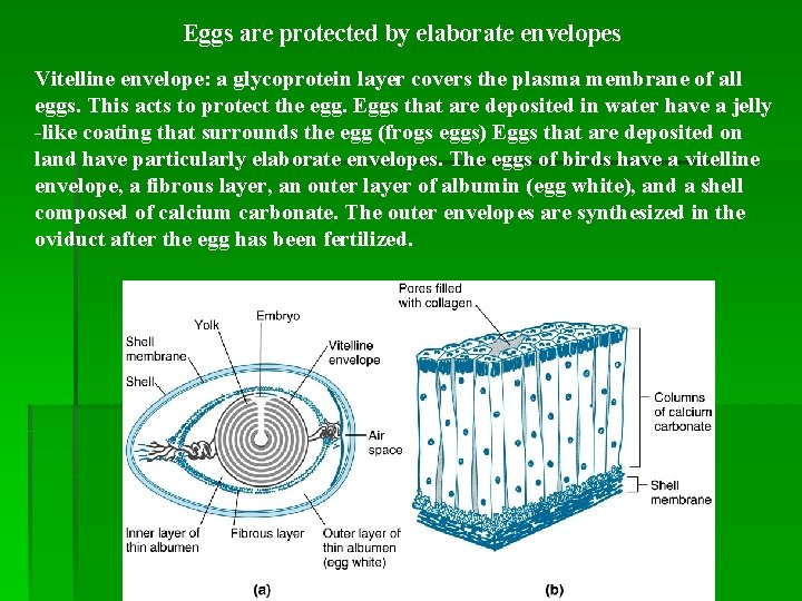 Eggs are protected by elaborate envelopes Vitelline envelope: a glycoprotein layer covers the plasma