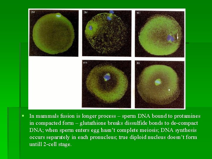 § In mammals fusion is longer process – sperm DNA bound to protamines in