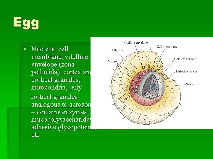 Egg § Nucleus, cell membrane, vitelline envelope (zona pellucida), cortex and cortical granules, mitocondria,