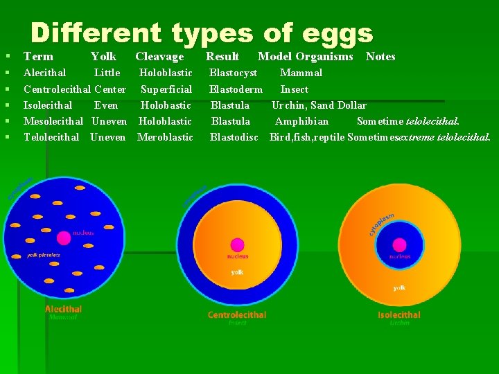 Different types of eggs § Term Yolk Cleavage Result Model Organisms Notes § §