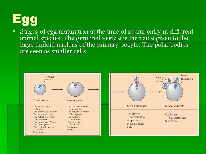 Egg § Stages of egg maturation at the time of sperm entry in different