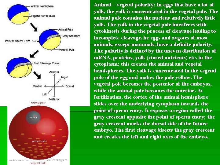 Animal – vegetal polarity: In eggs that have a lot of yolk, the yolk