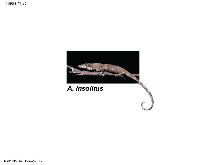 Figure 41. 2 b A. insolitus © 2014 Pearson Education, Inc. 