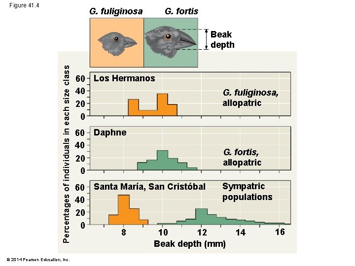 Figure 41. 4 G. fuliginosa G. fortis Percentages of individuals in each size class