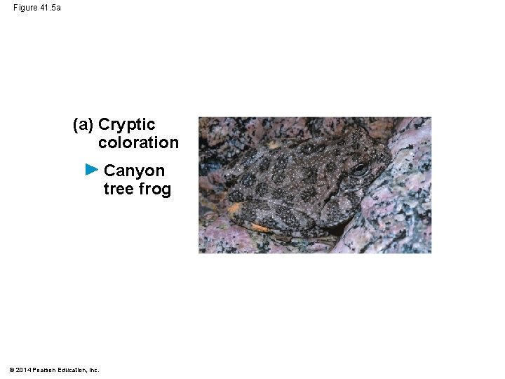 Figure 41. 5 a (a) Cryptic coloration Canyon tree frog © 2014 Pearson Education,