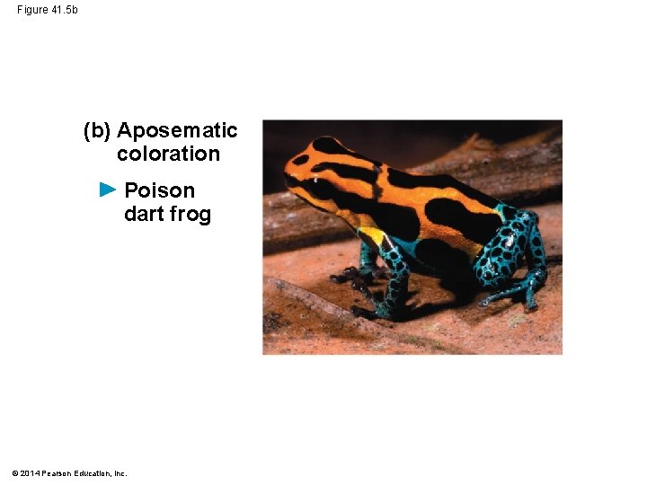 Figure 41. 5 b (b) Aposematic coloration Poison dart frog © 2014 Pearson Education,