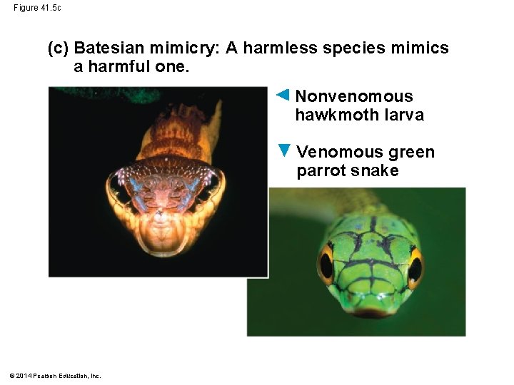 Figure 41. 5 c (c) Batesian mimicry: A harmless species mimics a harmful one.