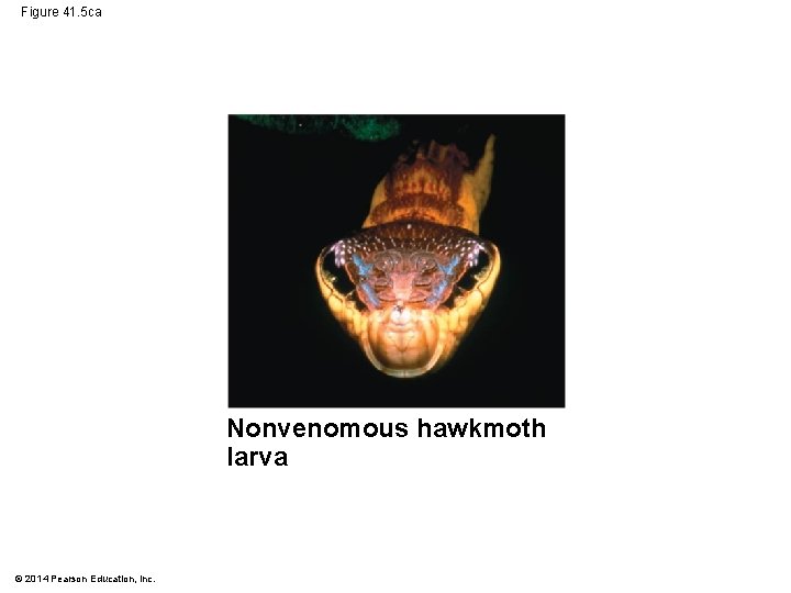 Figure 41. 5 ca Nonvenomous hawkmoth larva © 2014 Pearson Education, Inc. 