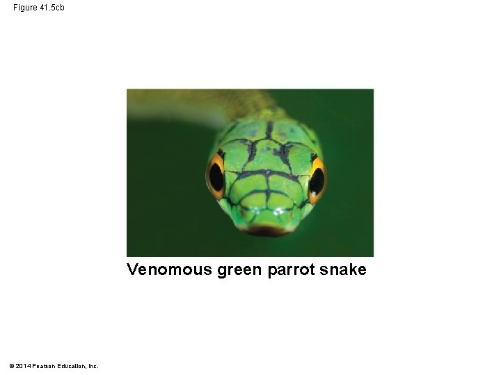 Figure 41. 5 cb Venomous green parrot snake © 2014 Pearson Education, Inc. 