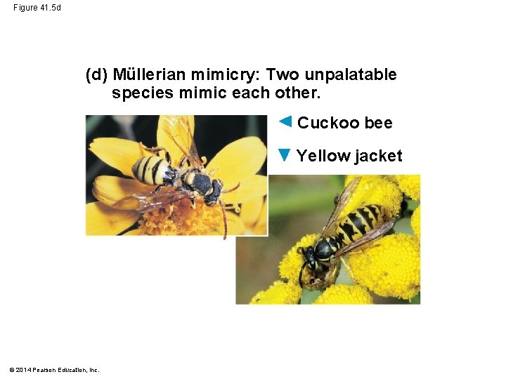 Figure 41. 5 d (d) Müllerian mimicry: Two unpalatable species mimic each other. Cuckoo