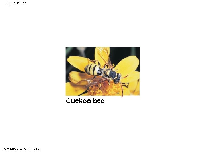 Figure 41. 5 da Cuckoo bee © 2014 Pearson Education, Inc. 